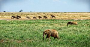 elephant, herd of elephants, savannah-1065635.jpg