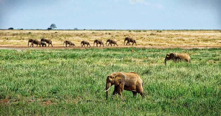 elephant, herd of elephants, savannah-1065635.jpg